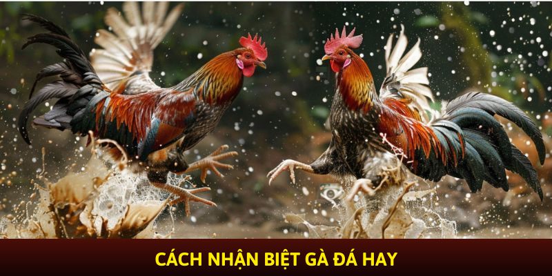 cách nhận biết gà đá hay