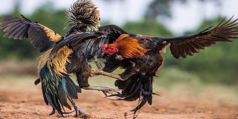 Ưu điểm mang đến trải nghiệm thú vị cho khách hàng